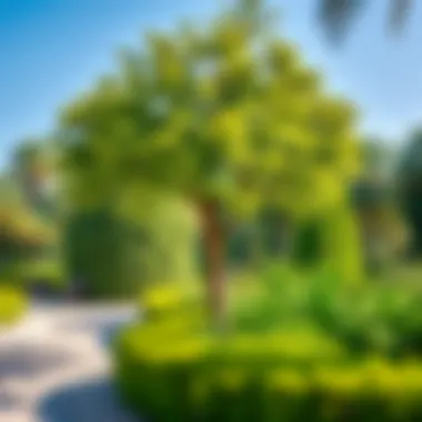 Lush Green Parks of Dubai Lush green parks offering a tranquil escape from the city's hustle