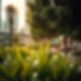 Nad Al Sheba Mini Forest: A Green Haven Amidst Urban Landscape Introduction